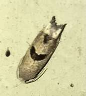 Image of Sunflower Bud Moth