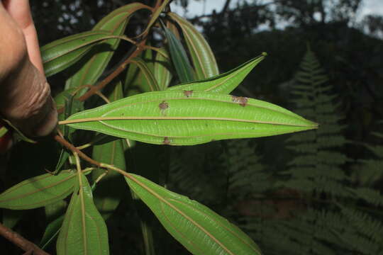 Image de Miconia ulmarioides Naud.