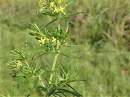 Image of Wirtgen's bedstraw