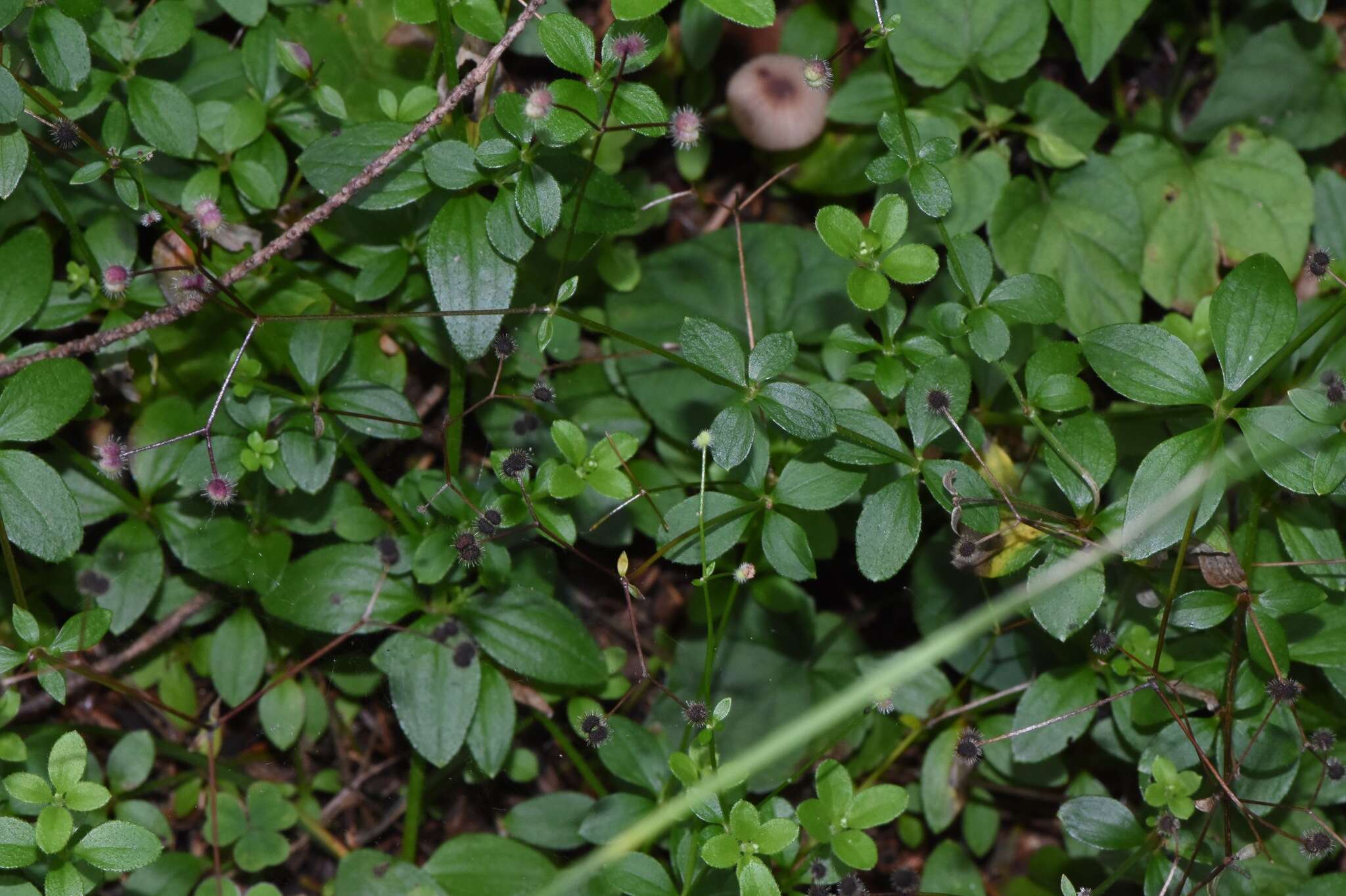 Image of Round-leaved Bedstraw