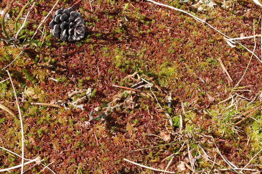 Image de Sphagnum capillifolium Hedwig 1782