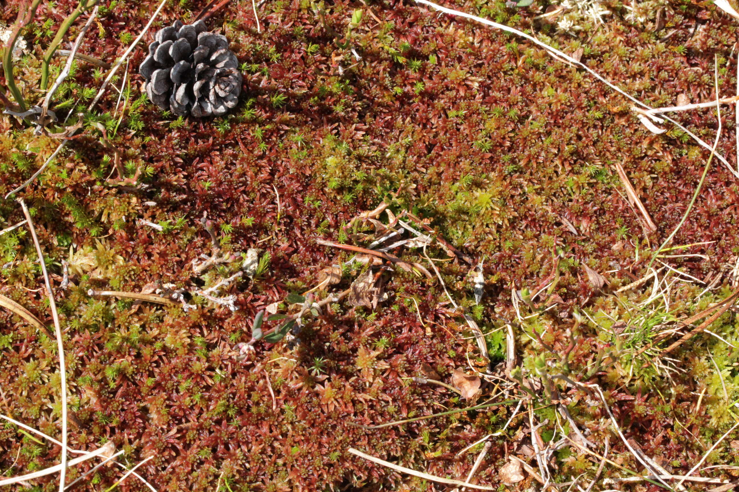 Image of red bog-moss