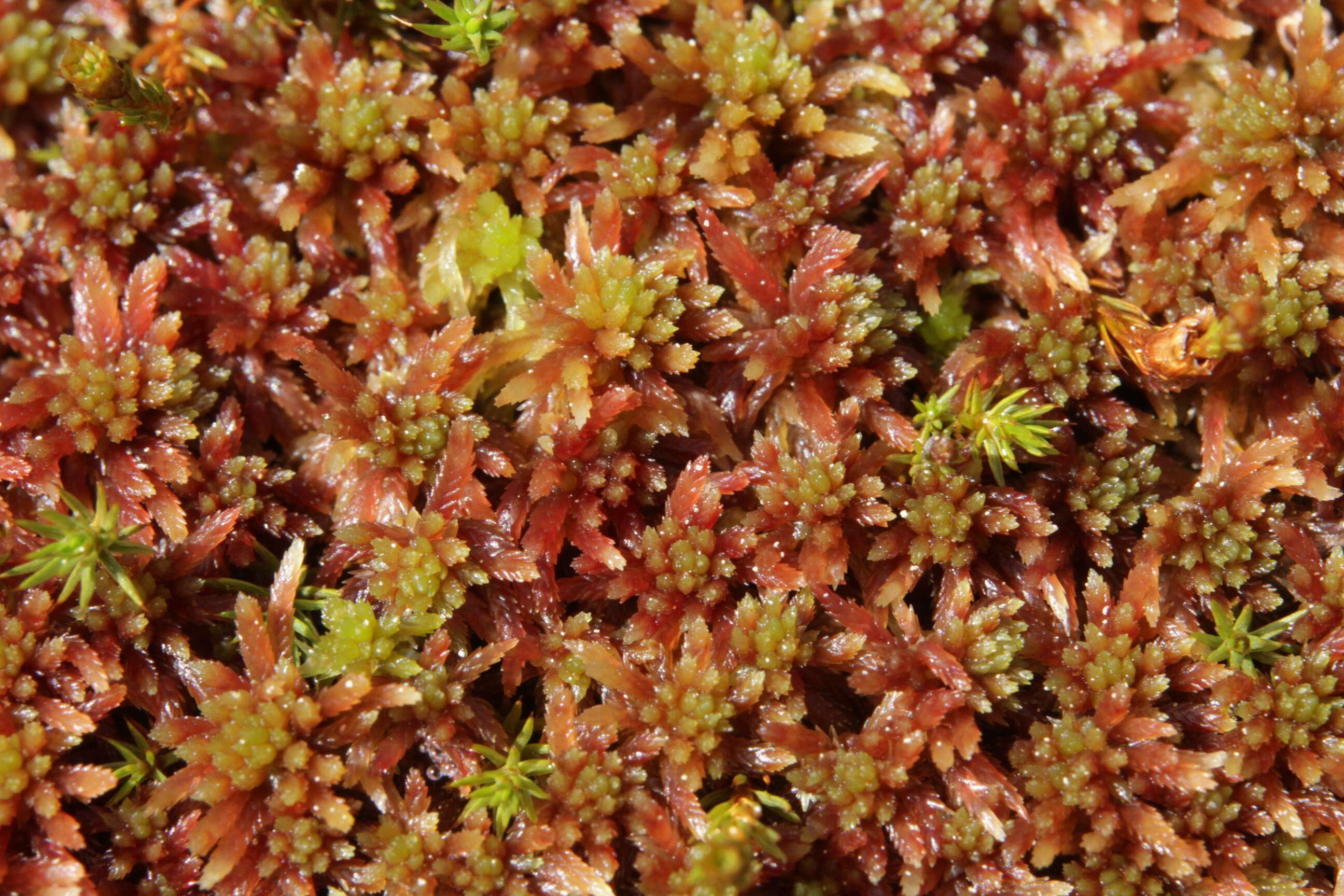 Image of red bog-moss