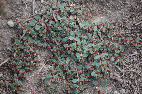 Imagem de Euphorbia jamesonii Boiss.