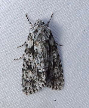 Image of Marble Dagger Moth