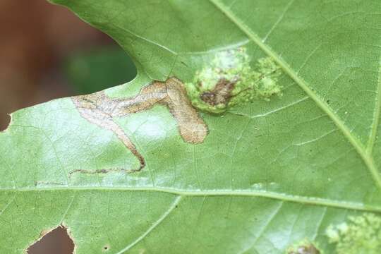 Image of Stigmella quercipulchella (Chambers ex Hayden 1882) Wilkinson et al. 1979