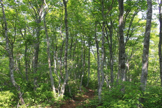 Image of Japanese Beech