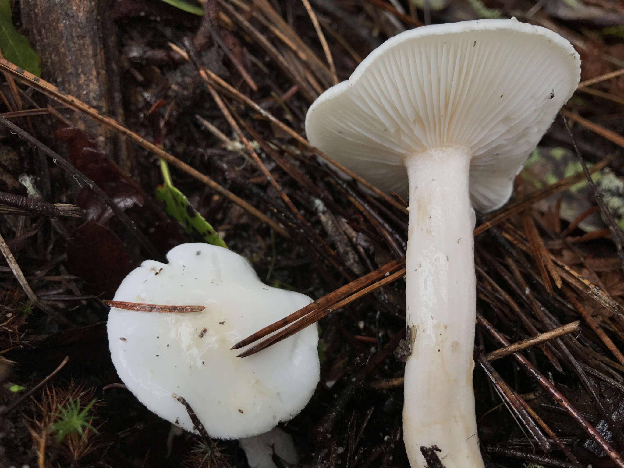 Image of Hygrophorus eburneus (Bull.) Fr. 1838