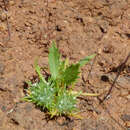 Image of Navarretia involucrata Ruiz & Pav.