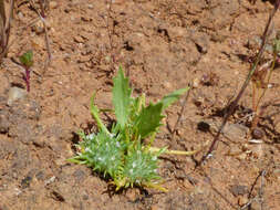 Image of Navarretia involucrata Ruiz & Pav.