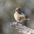 صورة Aphelocephala leucopsis leucopsis (Gould 1841)