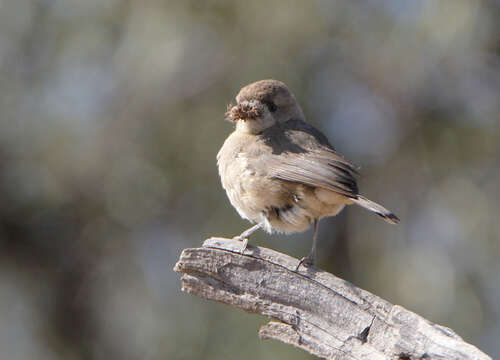 صورة Aphelocephala leucopsis leucopsis (Gould 1841)