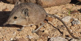 Image of Namib Round-eared Elephant Shrew