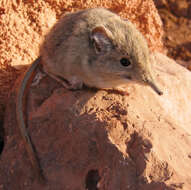 Image of North African elephant-shrew