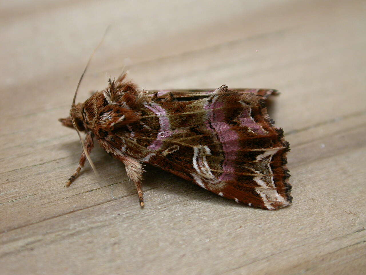 Image de noctuelle de la fougère