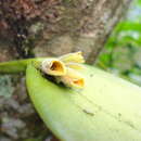 Image of Acianthera pollardiana Solano