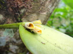 Image of Acianthera pollardiana Solano