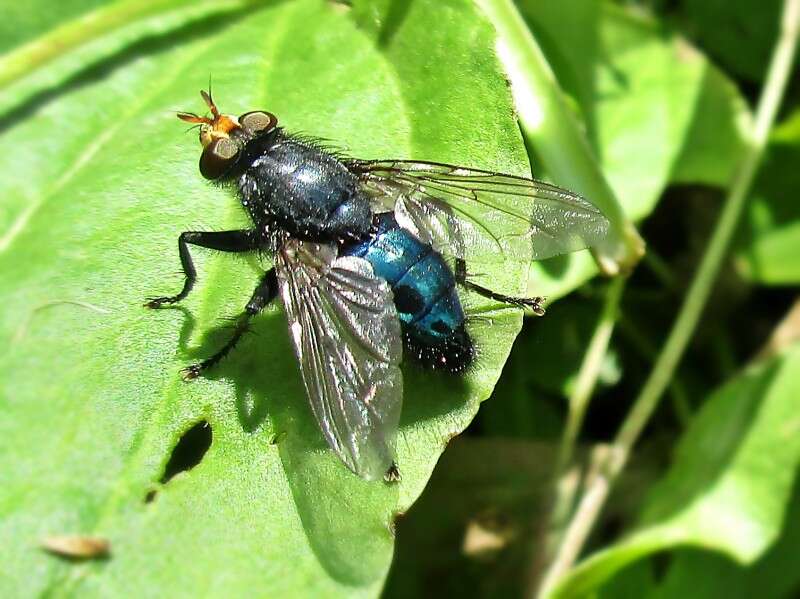 Image of bluebottle blow fly