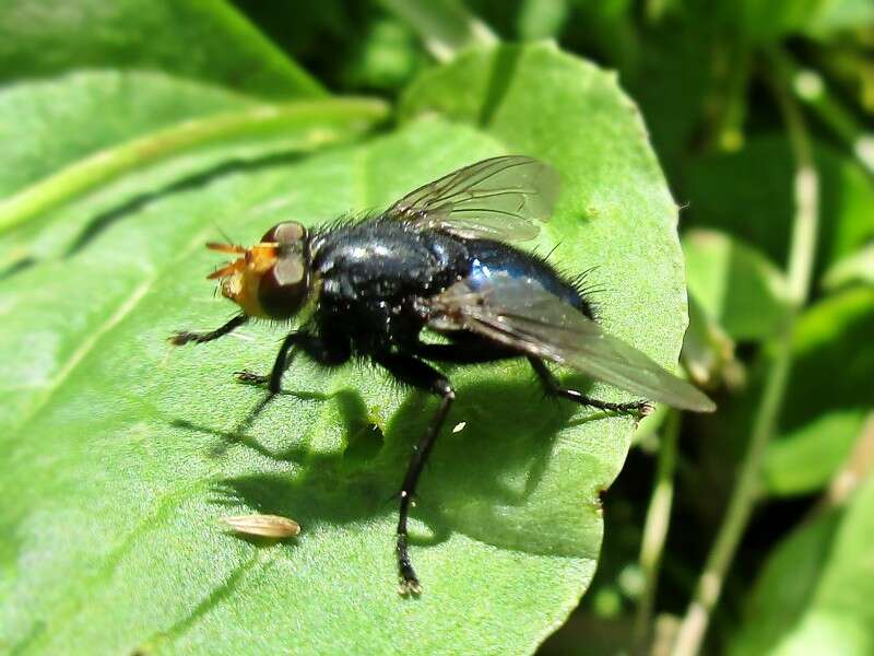 Image of bluebottle blow fly