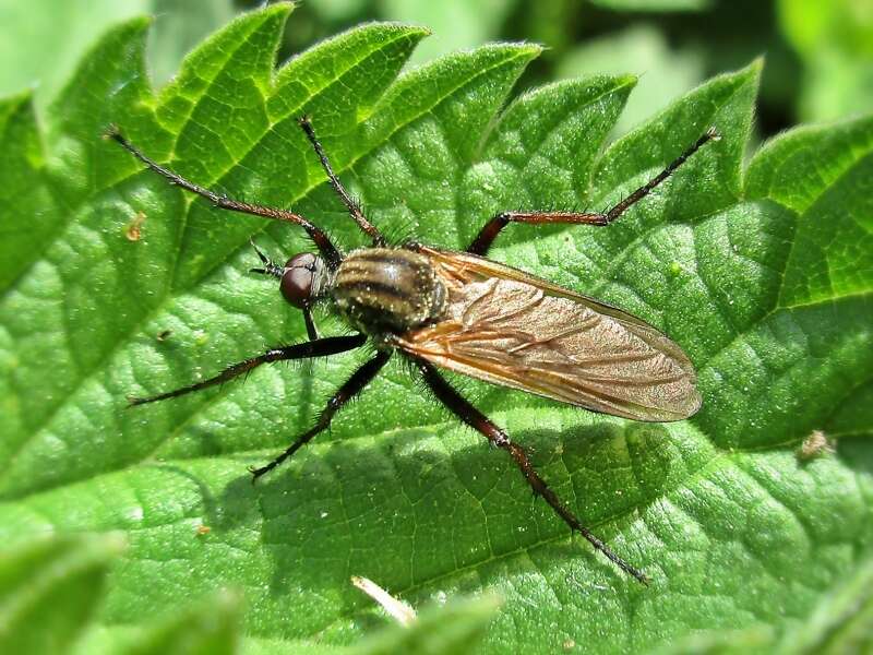 Image of Empis tessellata Fabricius 1794