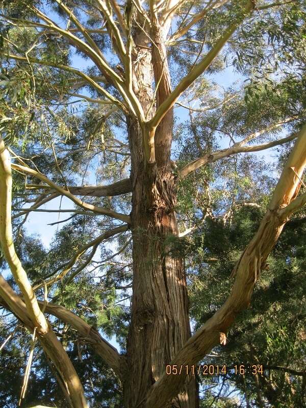 Image of cider gum