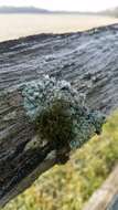 Image of horsehair lichen