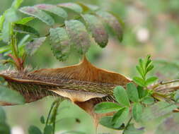 Image of Rosa sericea Lindl.