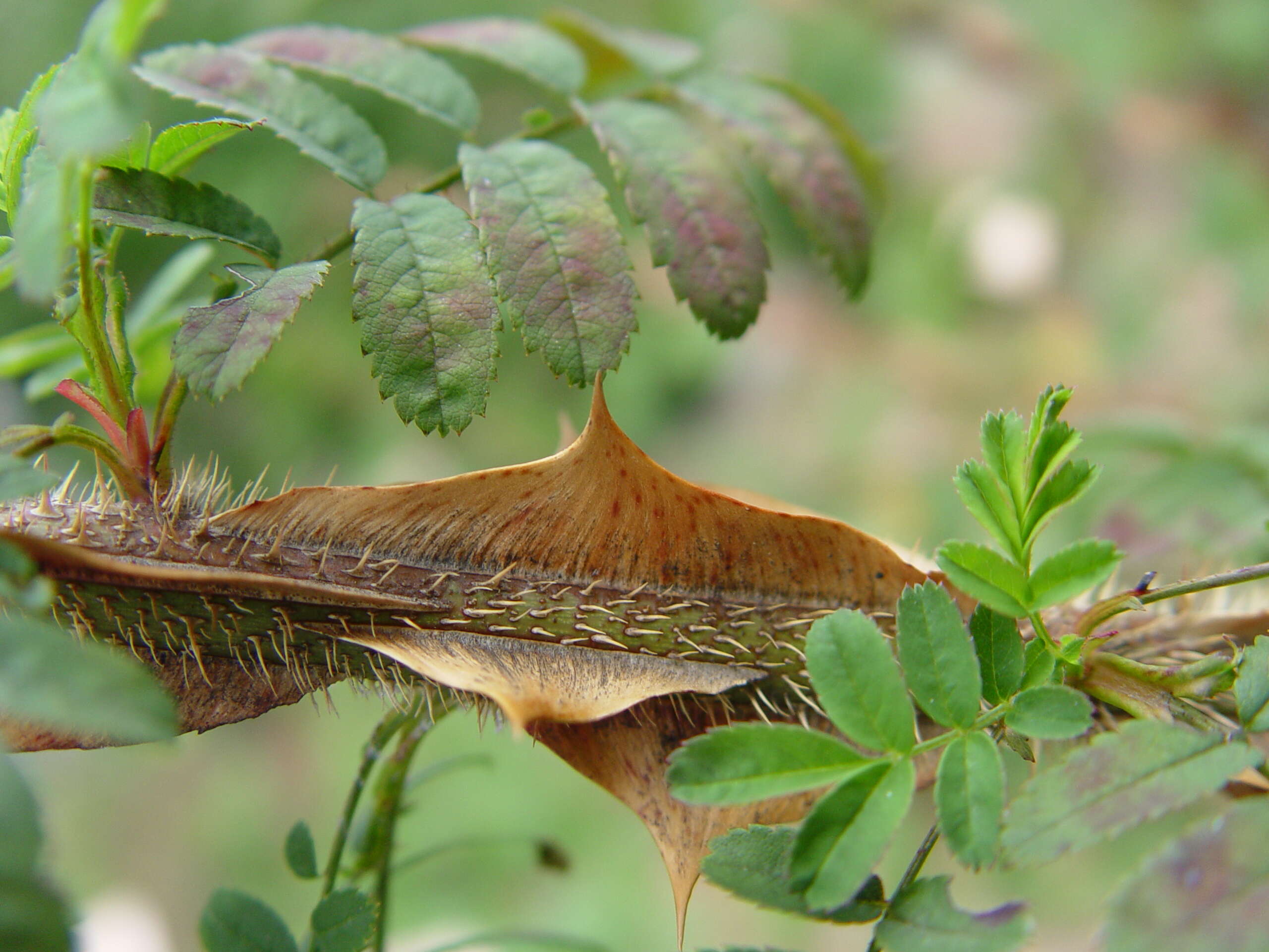 Image of Rosa sericea Lindl.