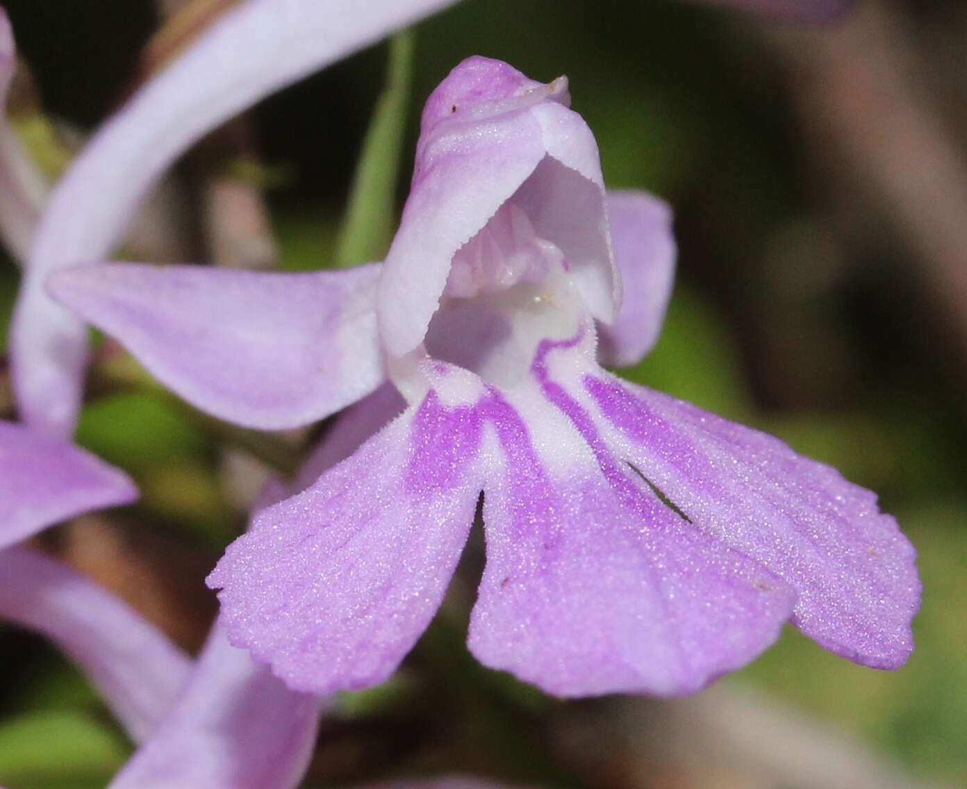 Image of Ponerorchis