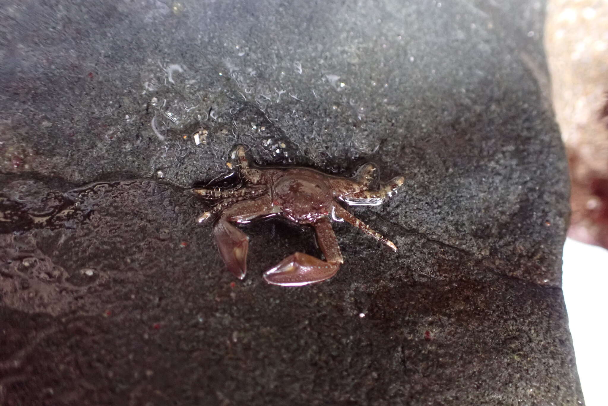 Image of chocolate porcelain crab