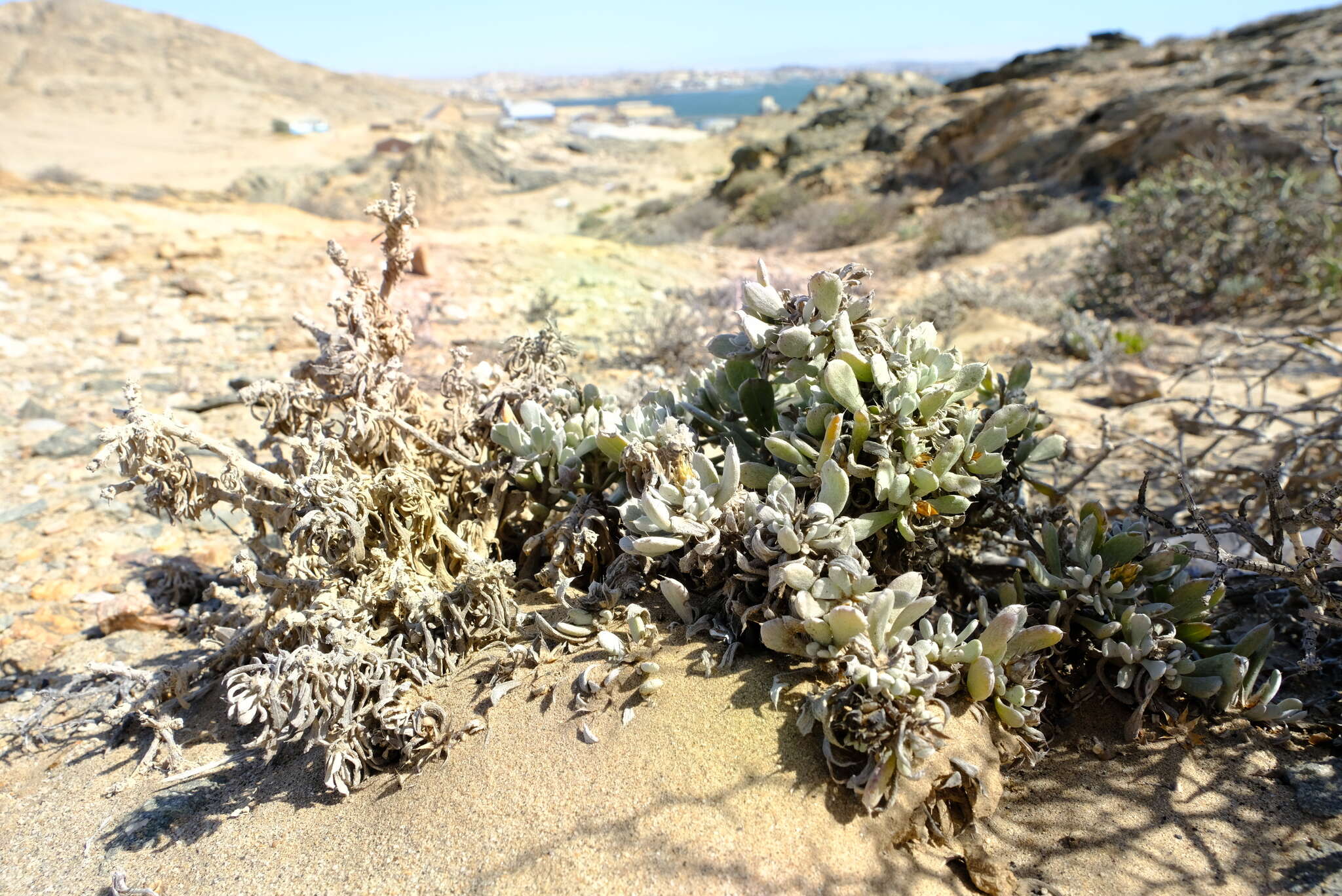 Image of Eremothamnus marlothianus O. Hoffm.