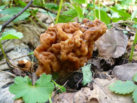 Plancia ëd Gyromitra gigas (Krombh.) Cooke 1878