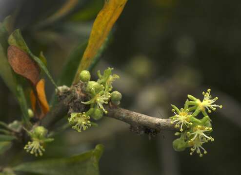 Image of Vasey's wild lime