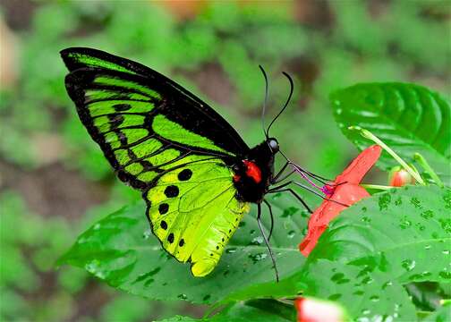 Image of Common Birdwing