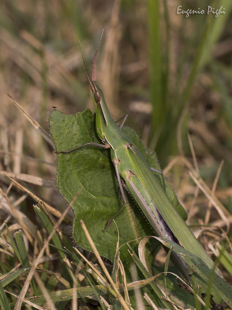 Image of Acrida ungarica mediterranea Dirsh 1949