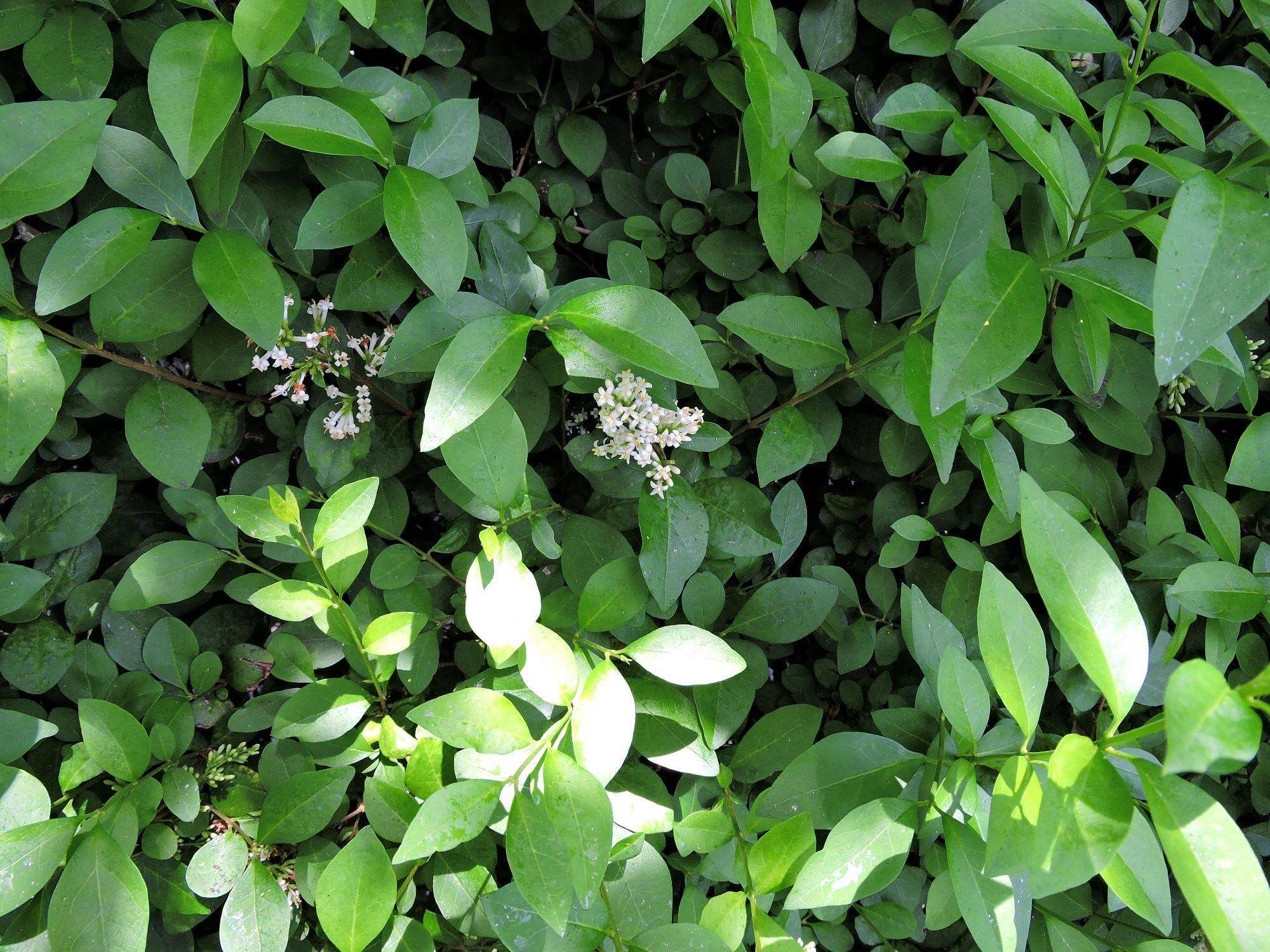 Image of California privet