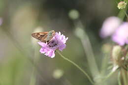 Image of Hesperilla idothea Miskin 1889