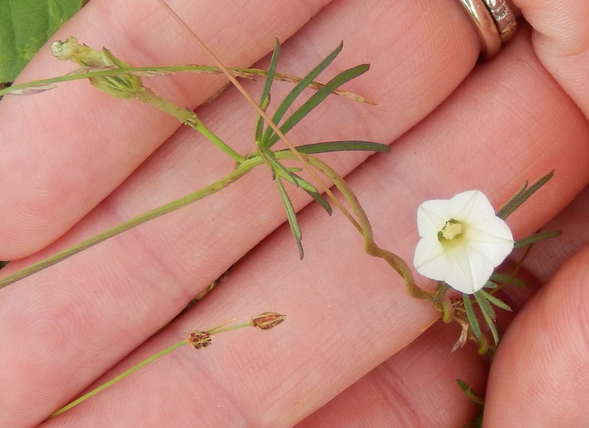 Image of Ipomoea costellata var. edwardsensis O'Kennon & G. L. Nesom