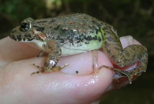 Image of Asian Grass Frog