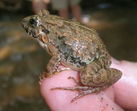 Image of Asian Grass Frog