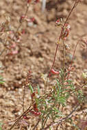 Sivun Astragalus humistratus var. humivagans (Rydb.) Barneby kuva