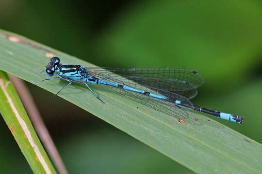 Image of Variable Bluet