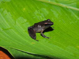 Image of Pristimantis buccinator (Rodríguez 1994)