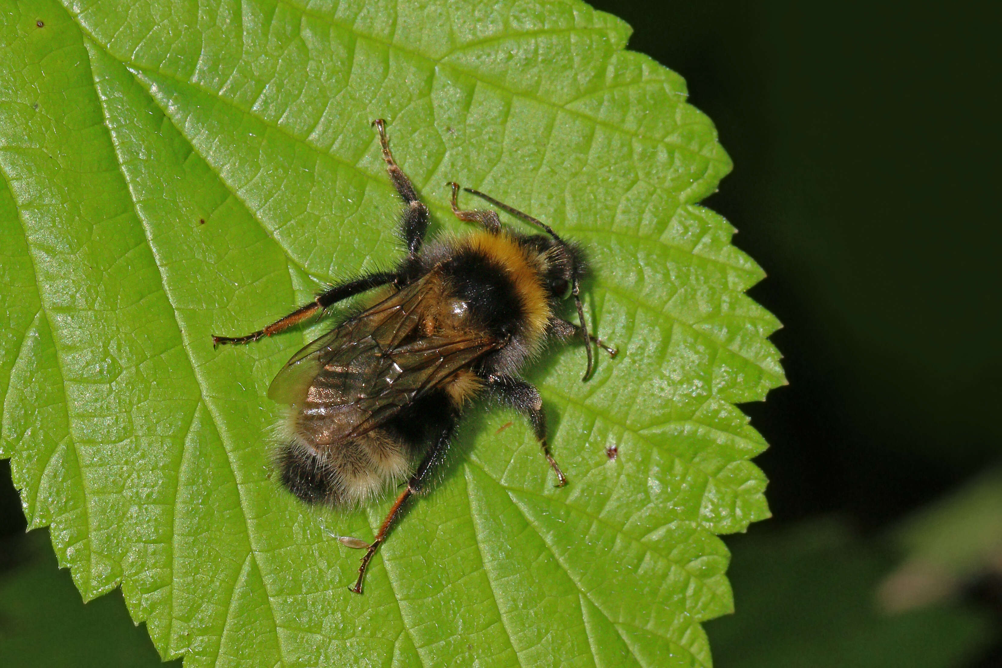 Image of Small garden bumblebee