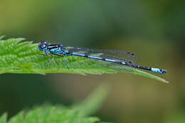 Coenagrion pulchellum (Vander Linden 1825) resmi