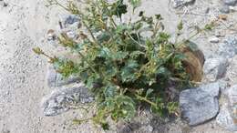 Image of broad-leaf gilia