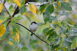 صورة Aegithalos caudatus kiusiuensis Kuroda & Nagamichi 1923