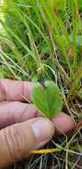 Image de Pyrola rotundifolia subsp. norvegica (Knaben) L. Hämet-Ahti