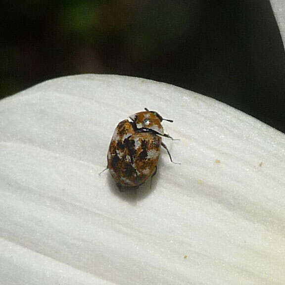 Image of Sacramento Anthicid Beetle