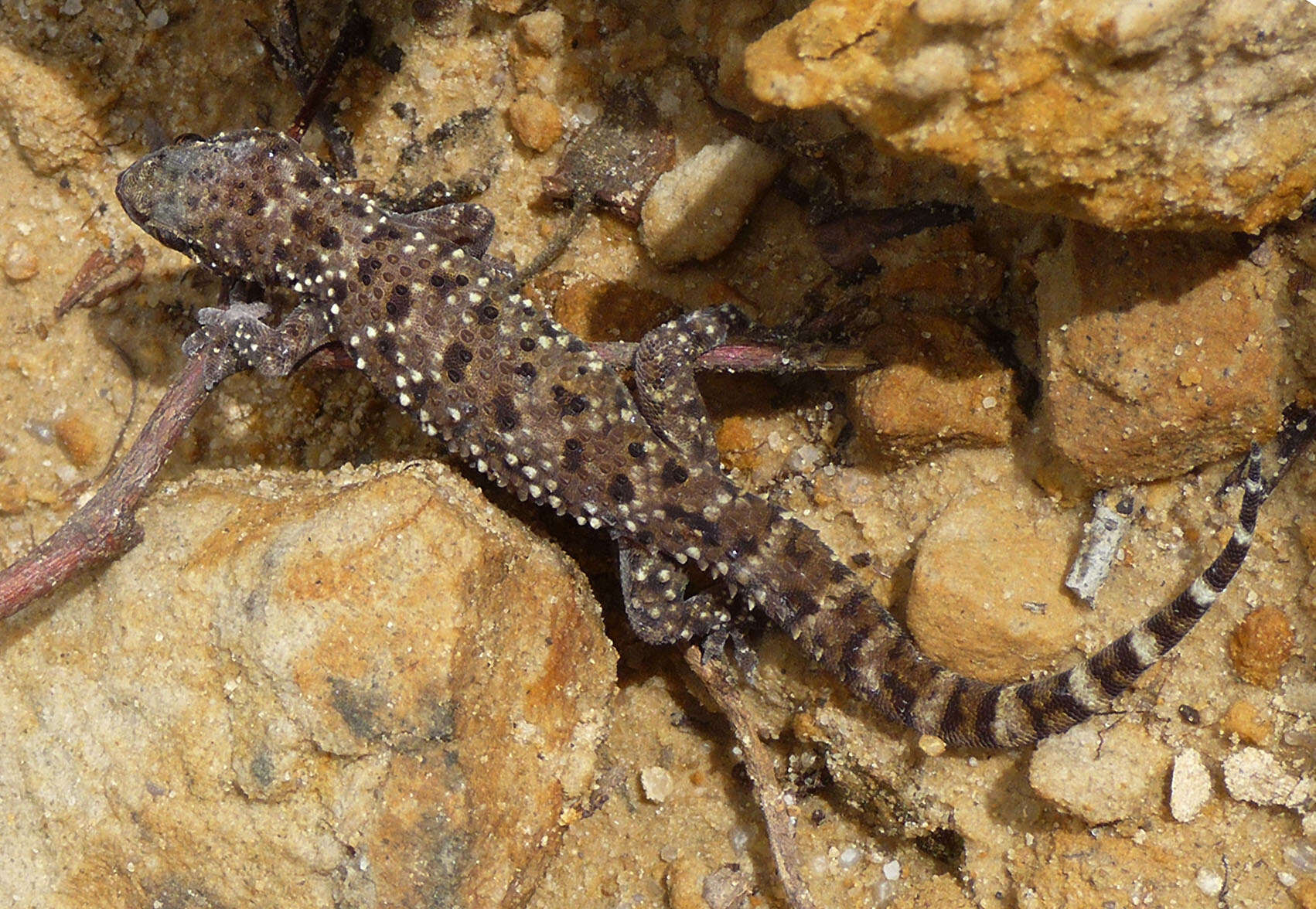 Image of mediterranean house gecko